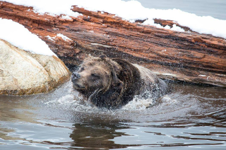 grizzly bear hibernation