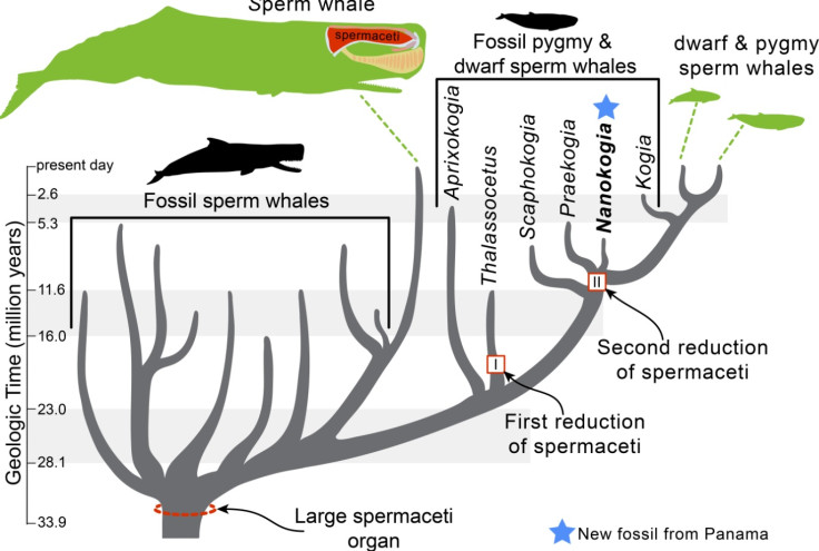 sperm whale