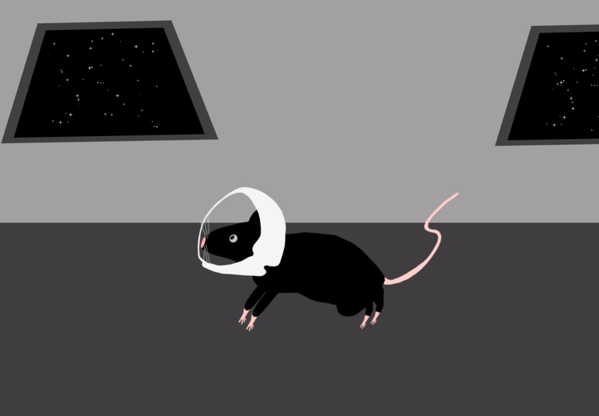space radiation mice
