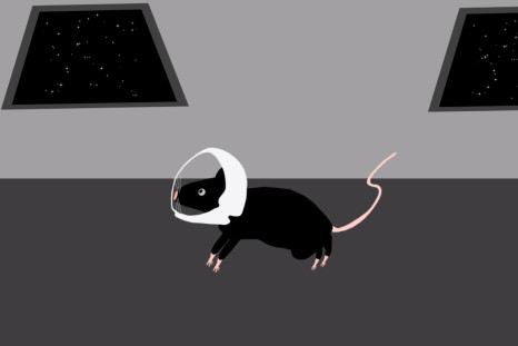 space radiation mice