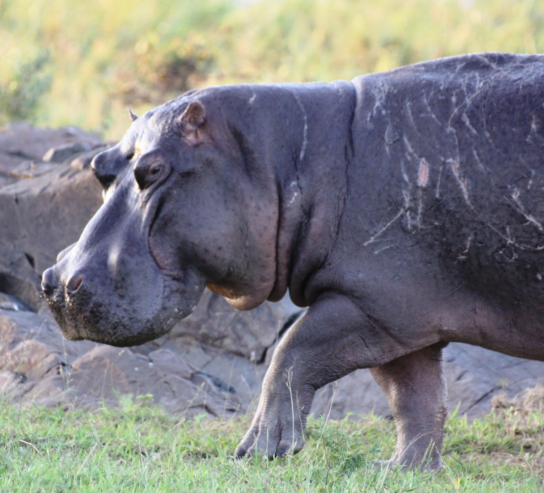 threatened Common Hippopotamus.