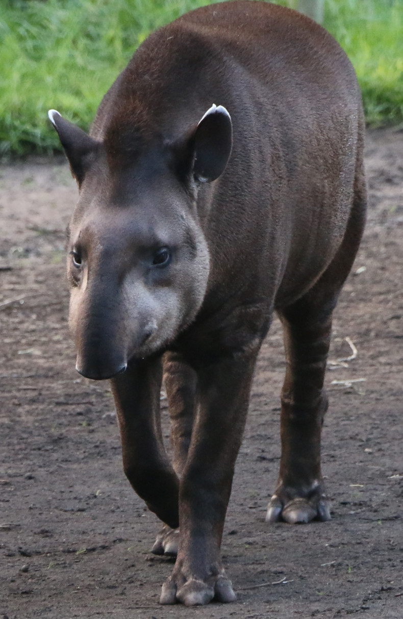 lowland tapir