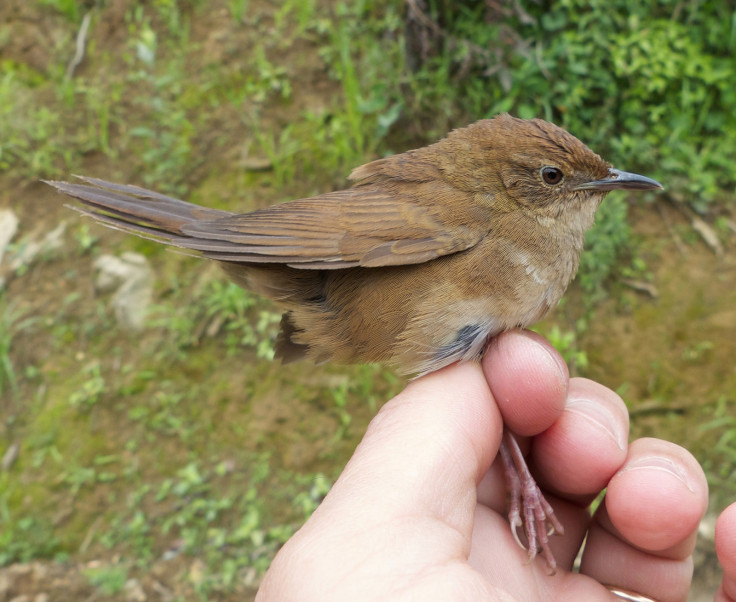 SICHUAN WARBLER