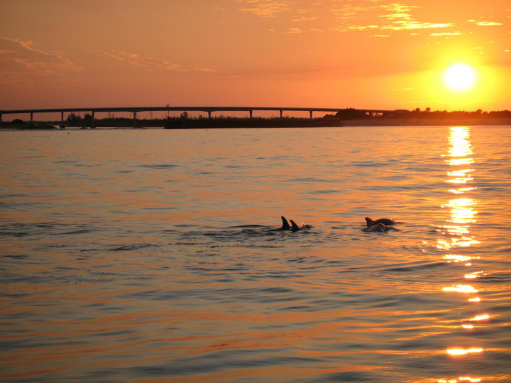 DOLPHINS