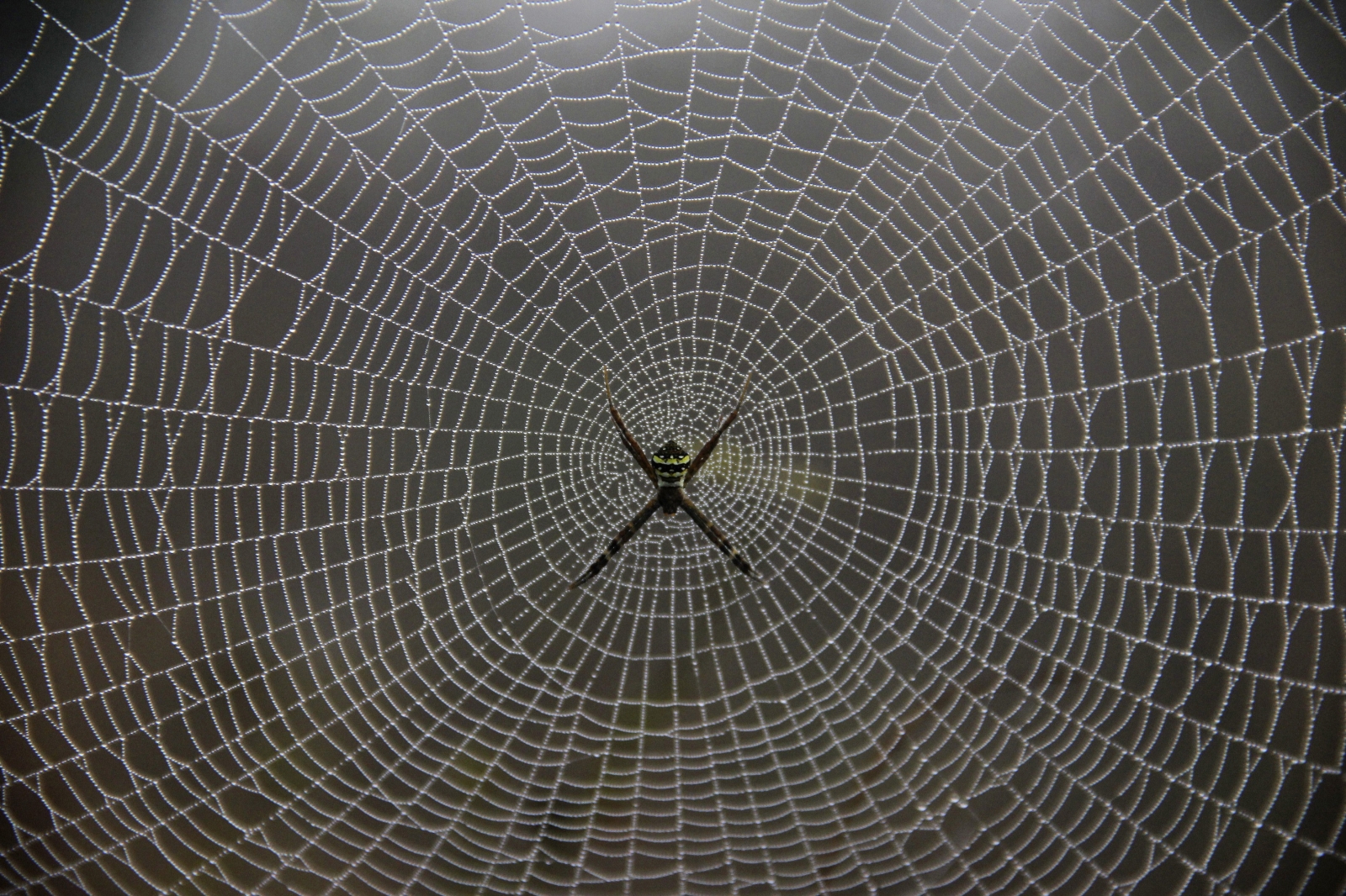 graphene spider carbon nanotubes