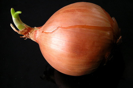 onion artificial muscle