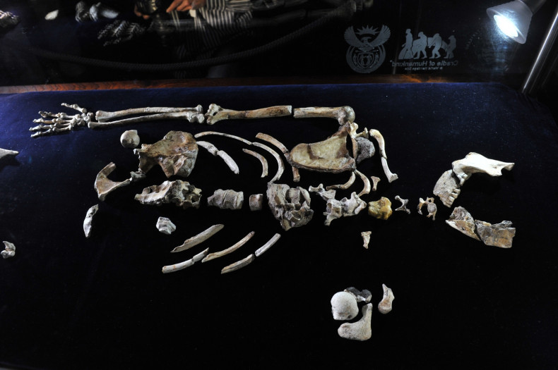 Australopithecus sediba fossil,