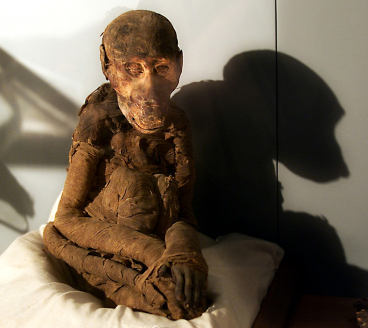 Mummified monkey