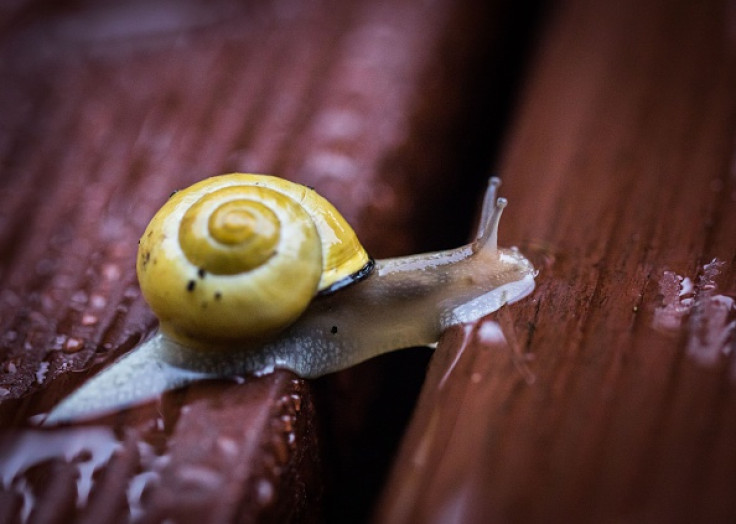 Snail