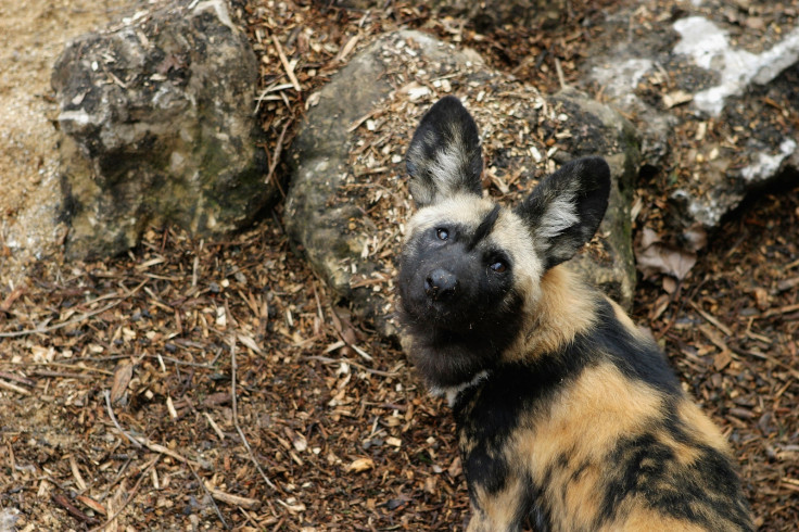 African wild dog