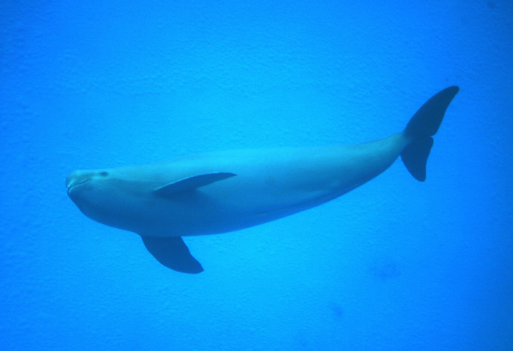 Yangtze finless porpoise