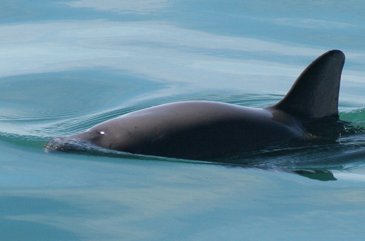 Vaquita