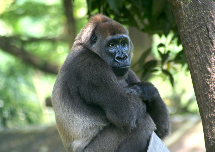 cross river gorilla