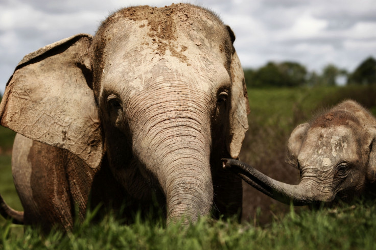 Sumatran elephant