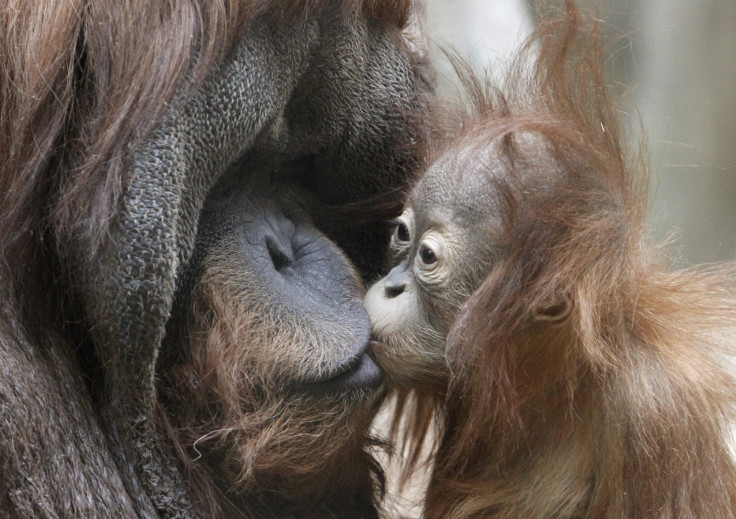 Sumatran orangutan