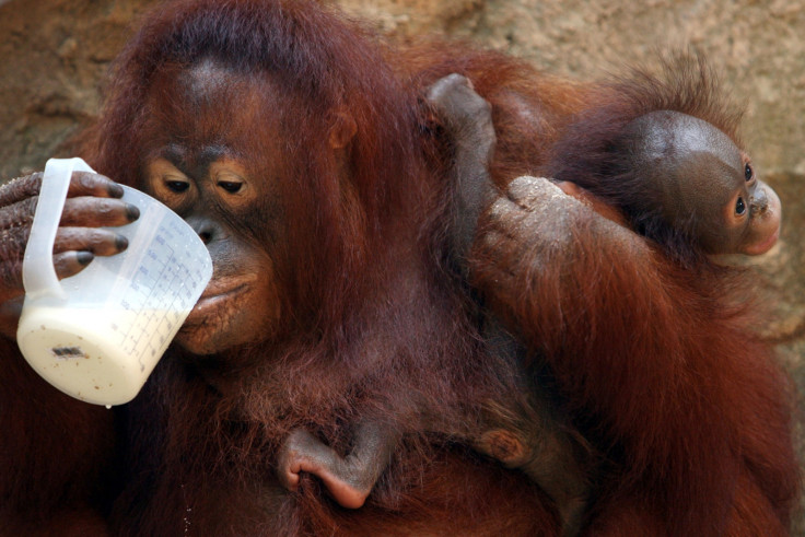 Sumatran orangutan