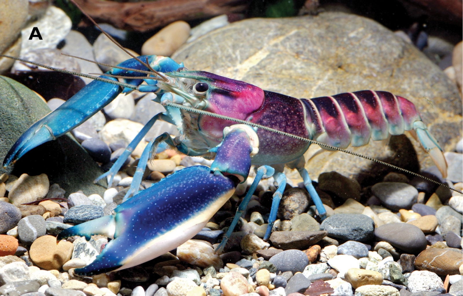 weird-and-wonderful-colourful-crayfish-species-discovered-in-indonesia