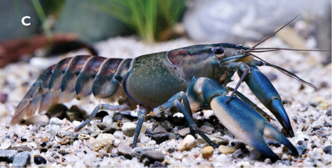 blue and pink crayfish species