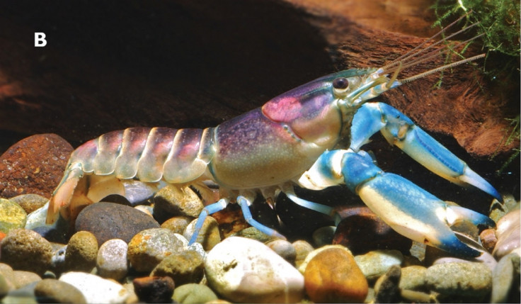 blue and pink crayfish species