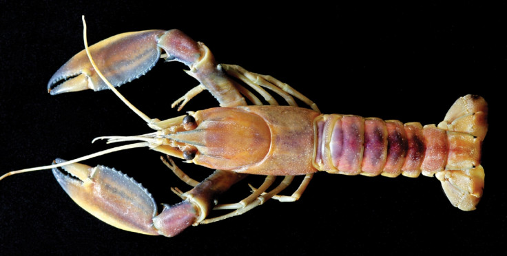 blue and pink crayfish