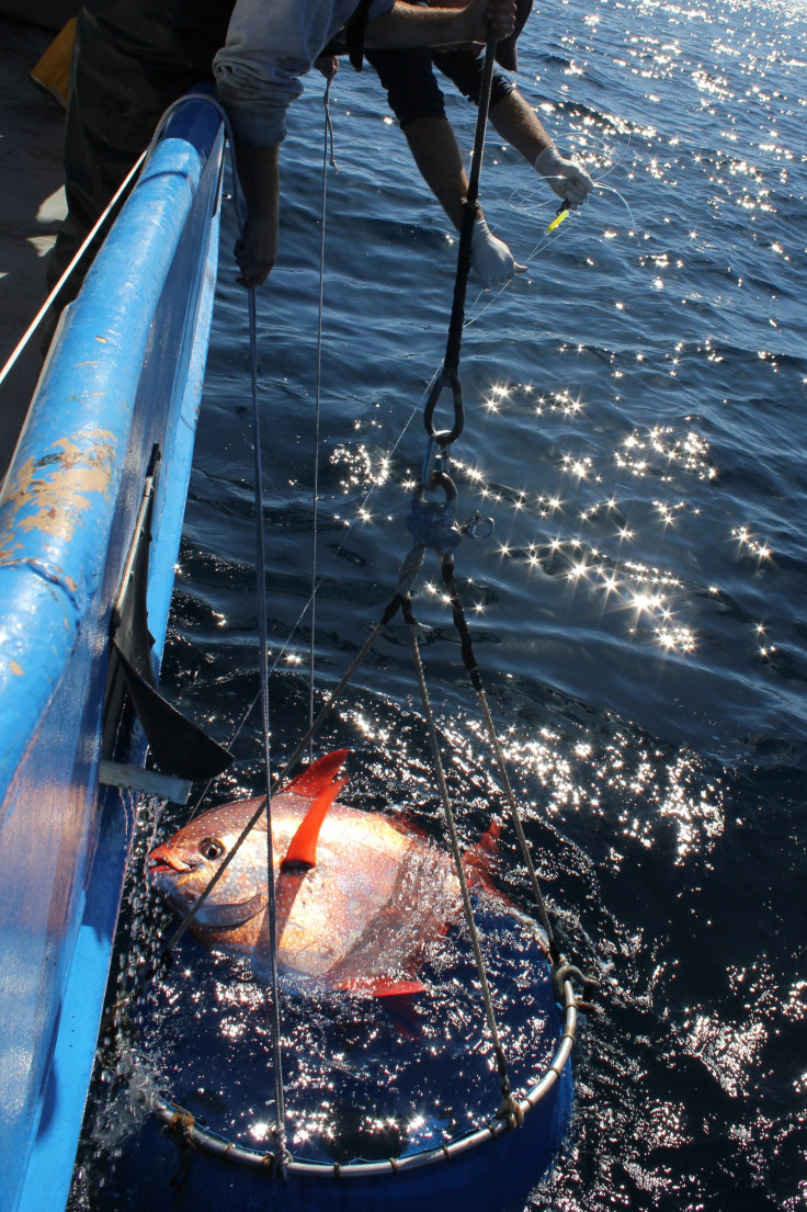 warm-blooded moonfish