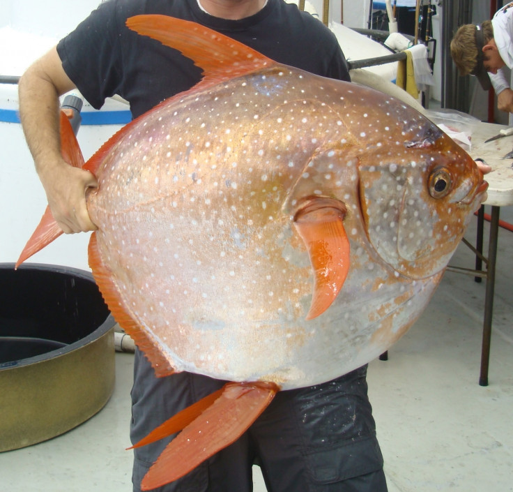 warm-blooded moonfish