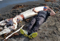 Giant squid found in New Zealand