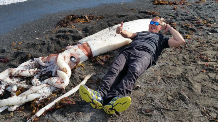 Giant squid found in New Zealand