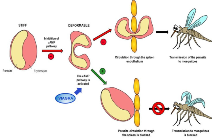 malaria viagra