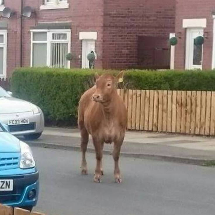 Wallsend cow