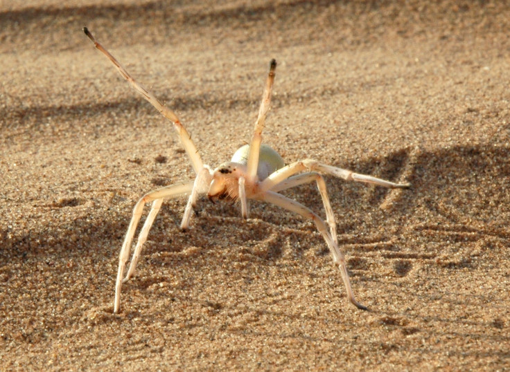 Cartwheeling spider