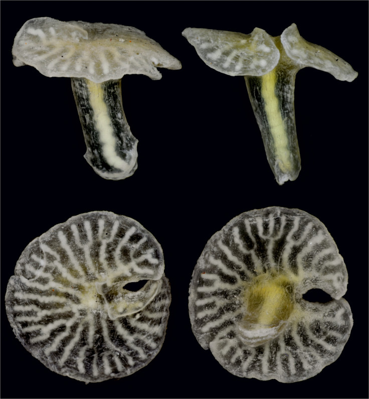 Dendrogramma enigmatica