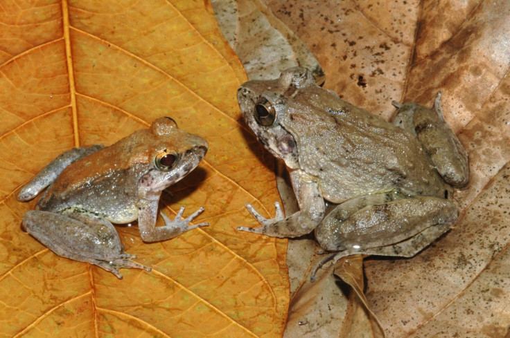 Indonesian fanged frog