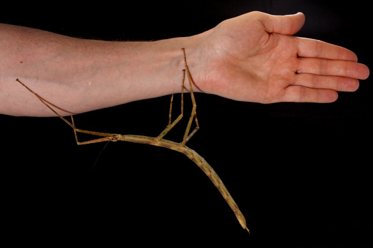 Tiny giant stick insect