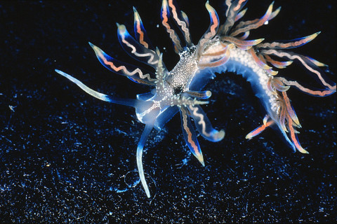 Beauty of the Deep sea slug