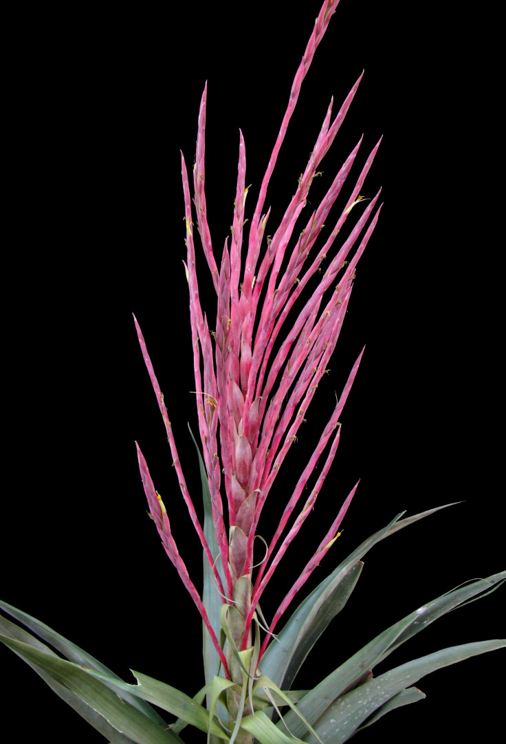 Bromeliad plant