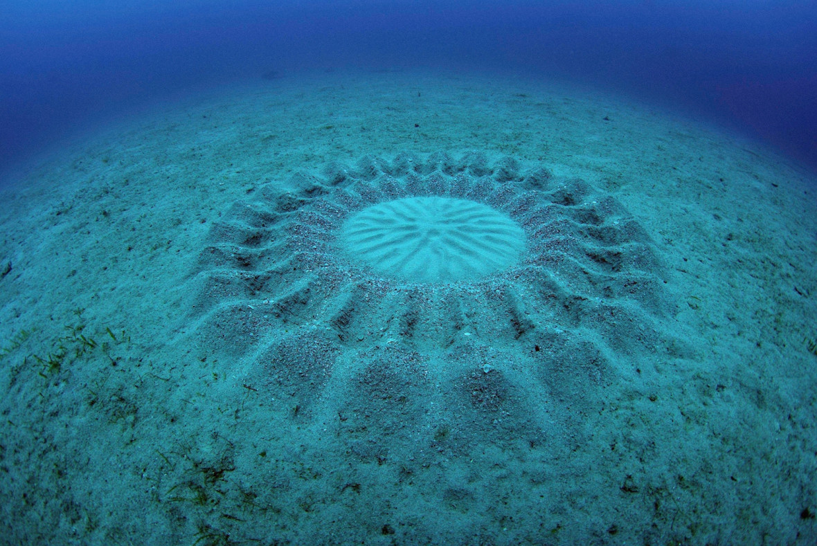 Pufferfish that makes crop circles Pufferfish that makes crop circles