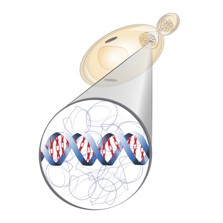 HUMANISED YEAST