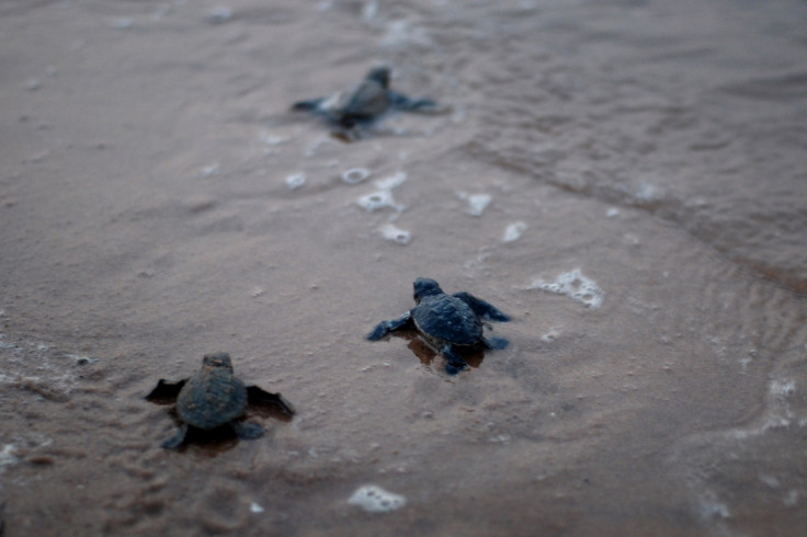 baby sea turtle