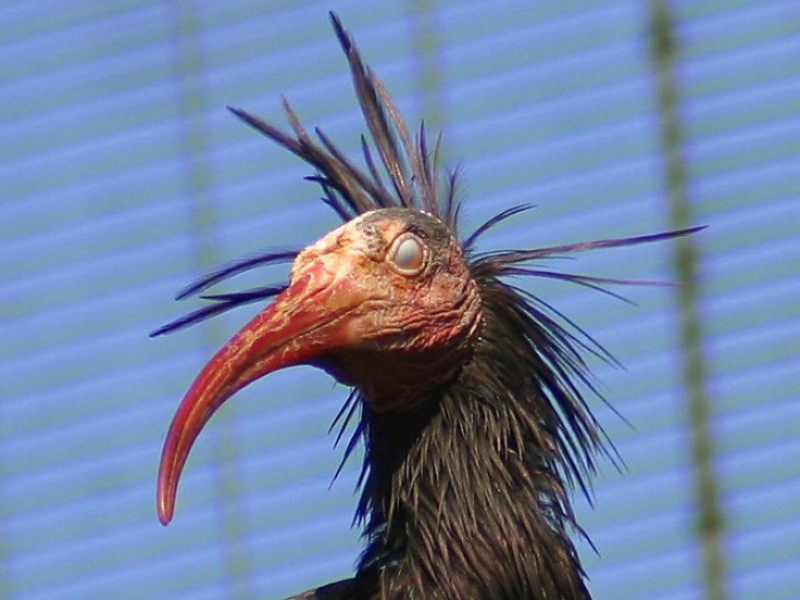 BALD IBIS