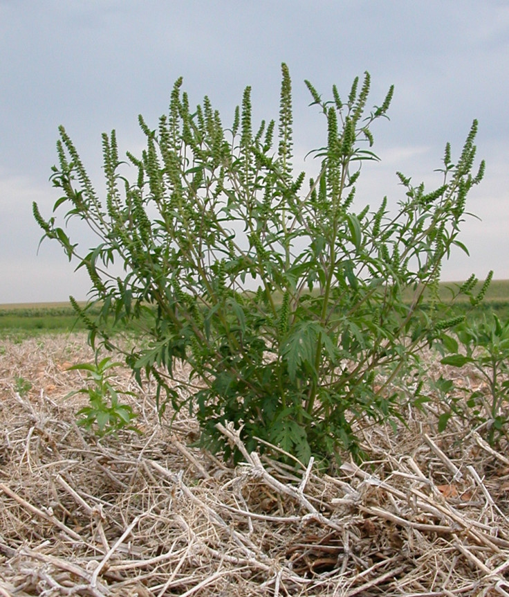 ragweed pollen europe