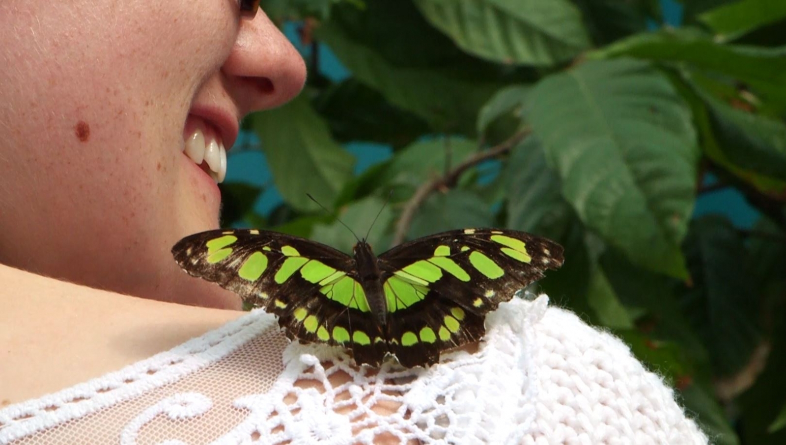 Britain's brand new butterfly house opens to the public IBTimes UK