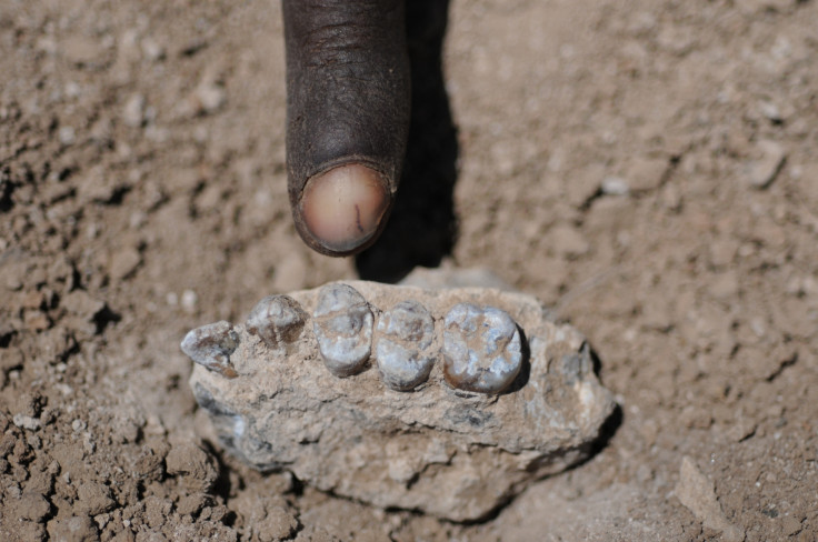 Australopithecus deyiremeda