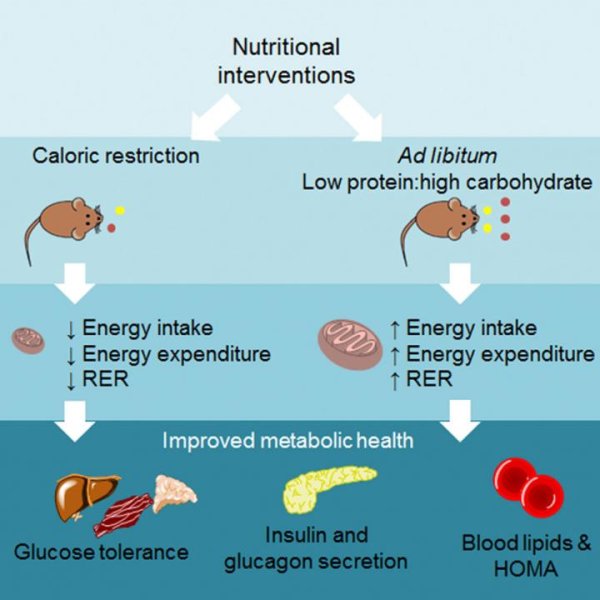 Low protein intake with healthy carbs can give same results as 40