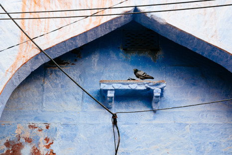 Pigeon India