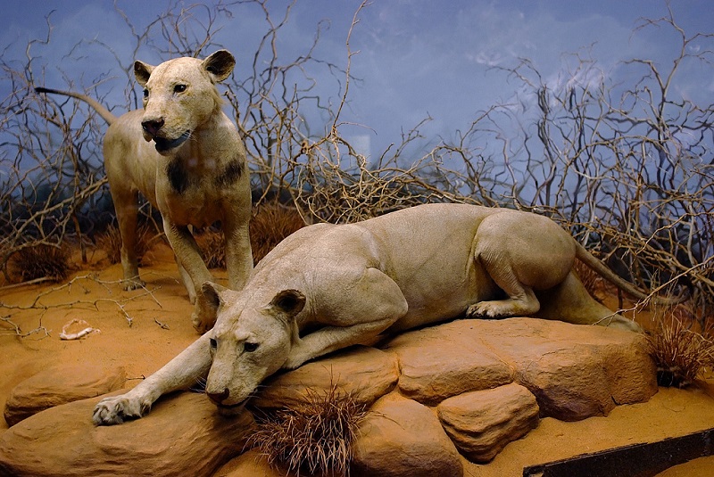 Man-eating Lions of Tsavo
