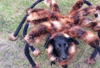 Spider dog