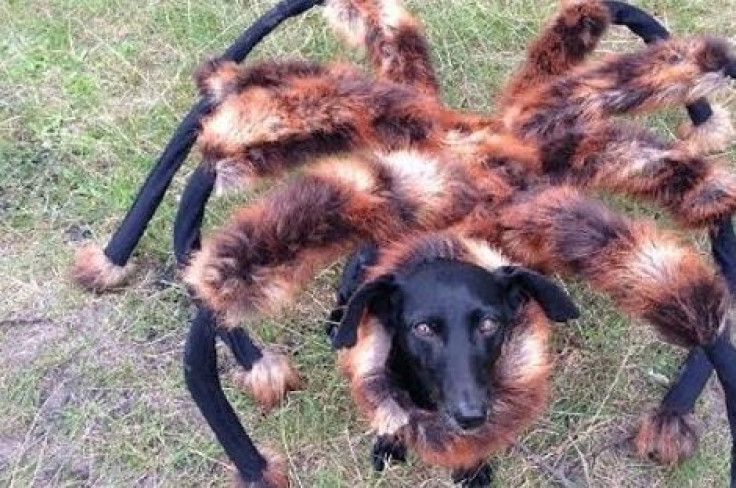 Spider dog