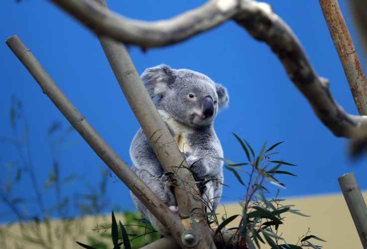 koala