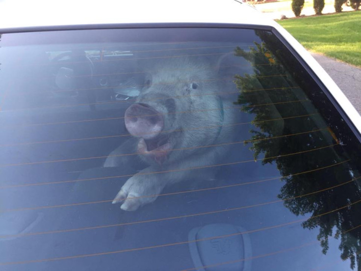 Pig arrested
